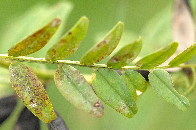 Ascochyta viciae