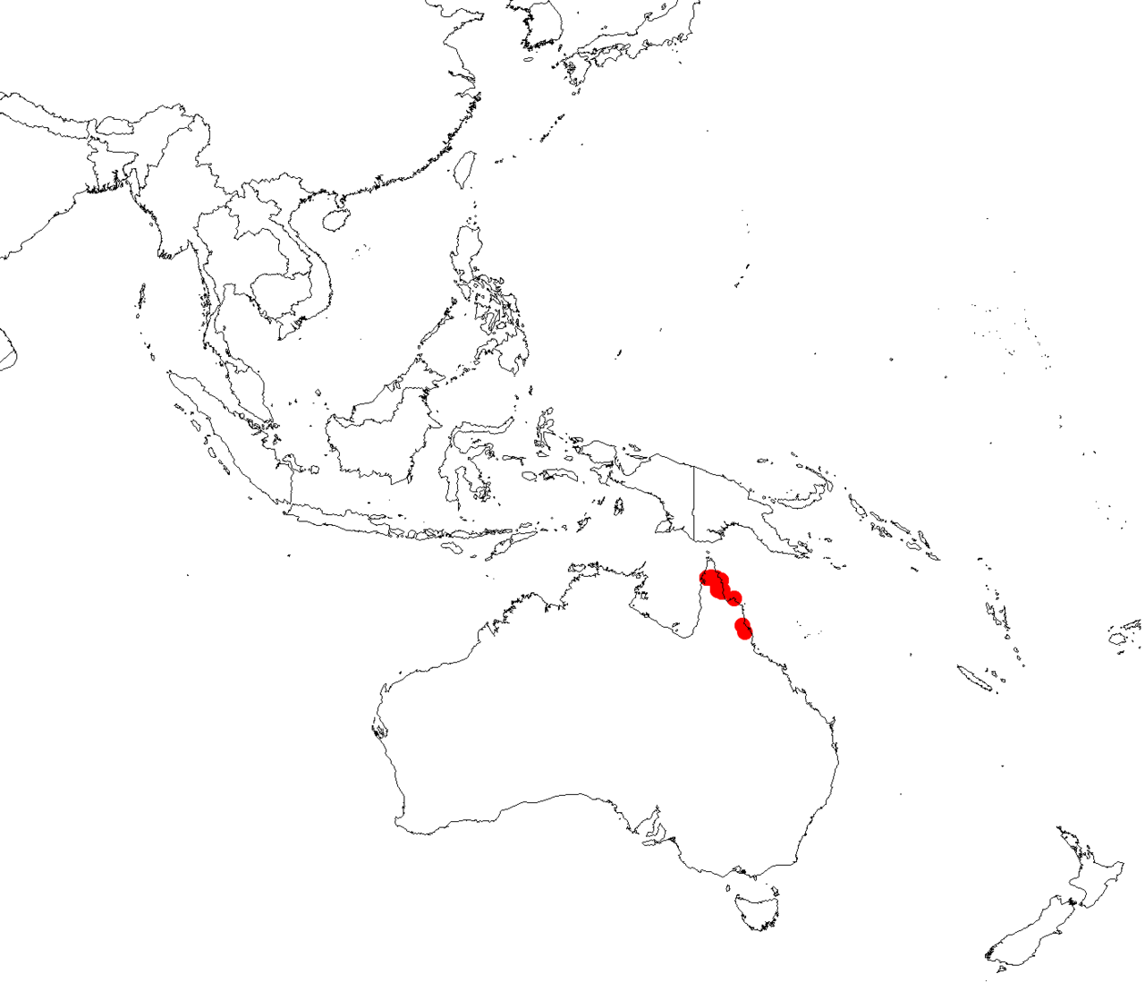 Parsonsia ferruginea