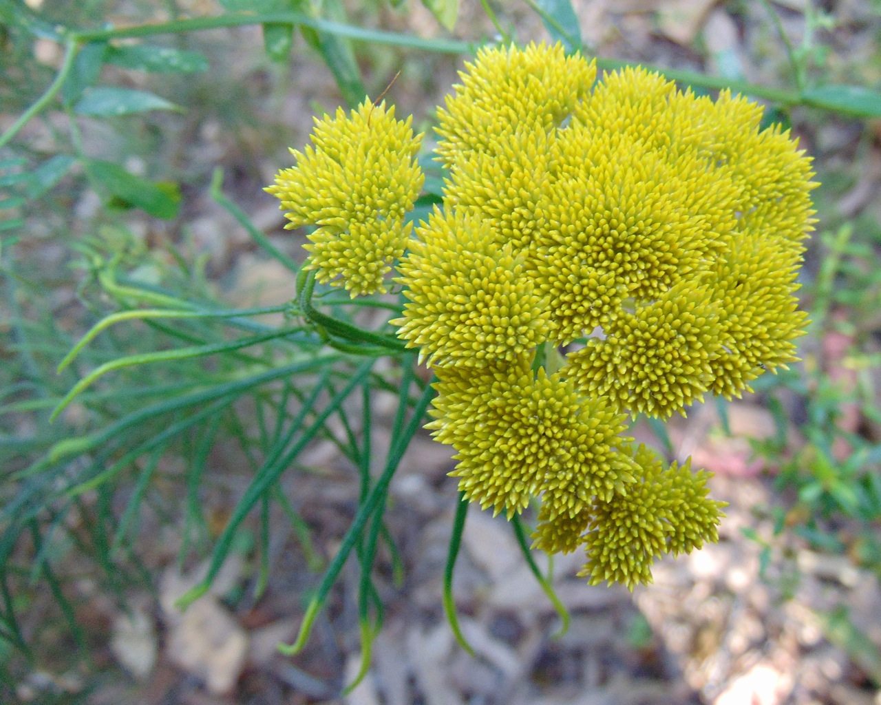 Cassinia leptocephala
