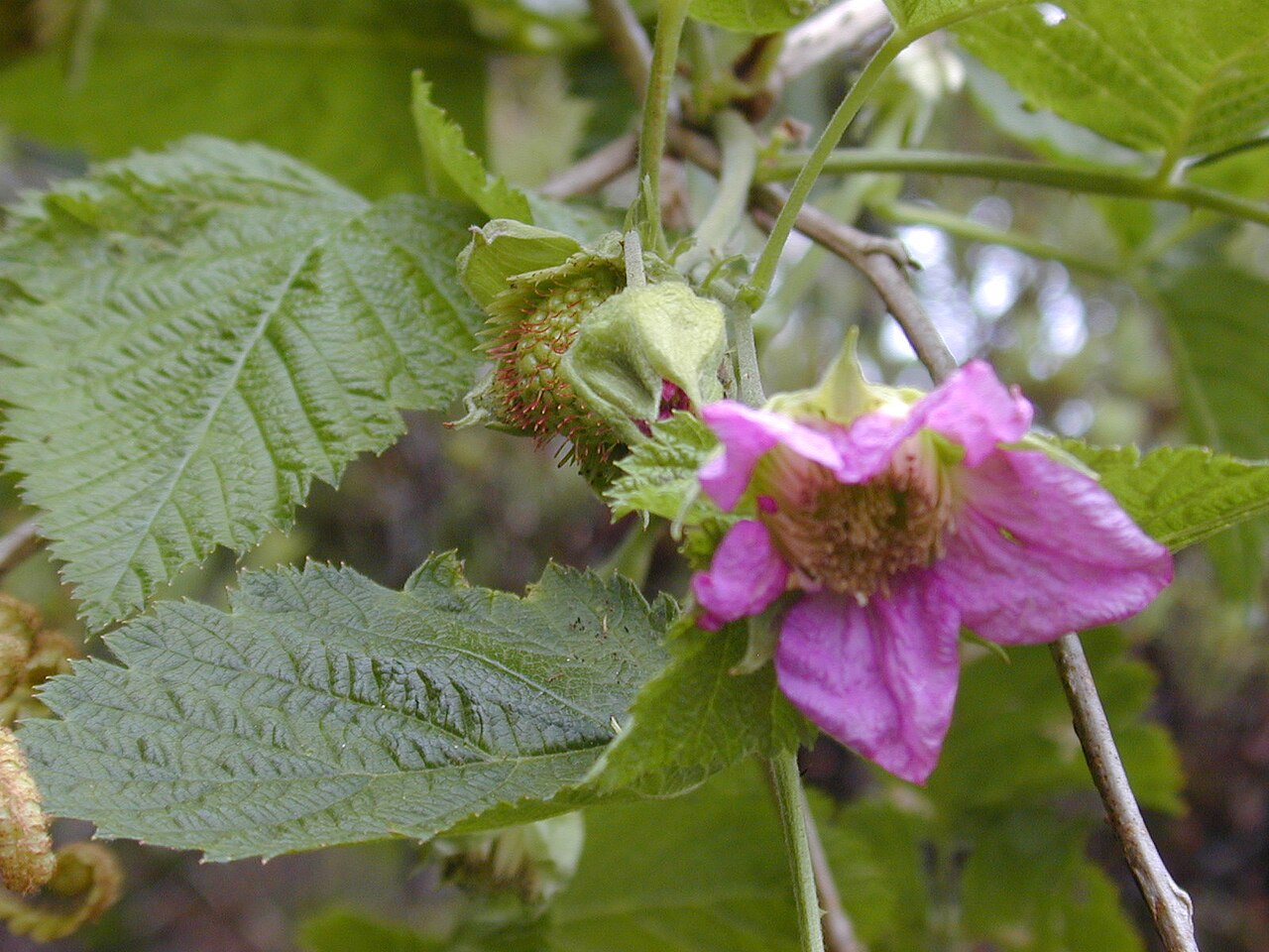 Rubus hawaiensis