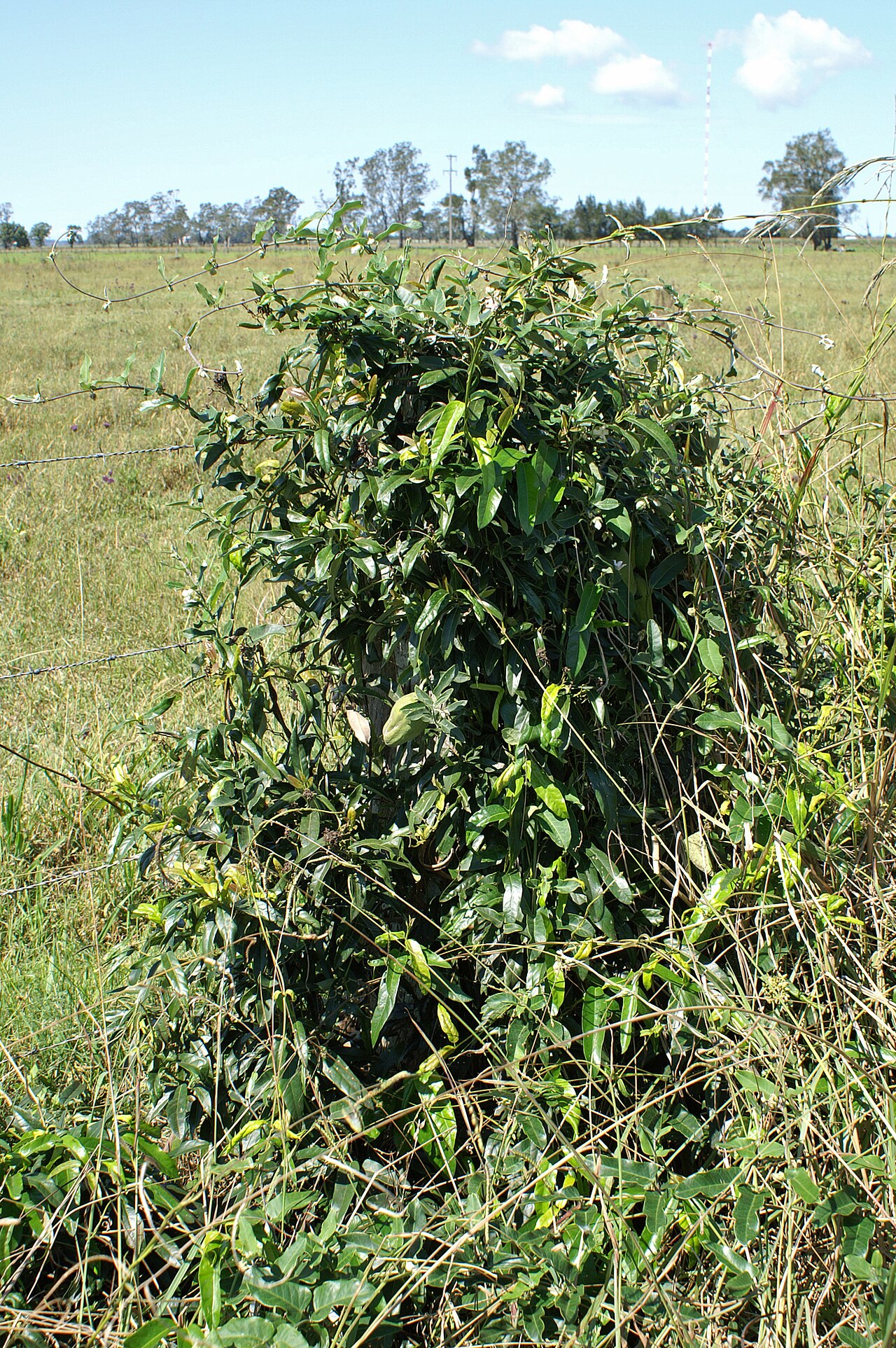 Araujia sericifera