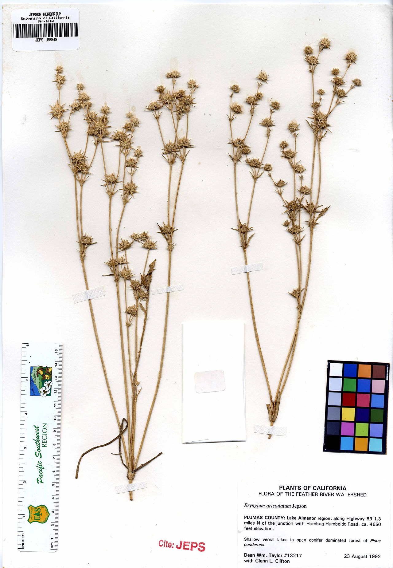 Eryngium vaseyi