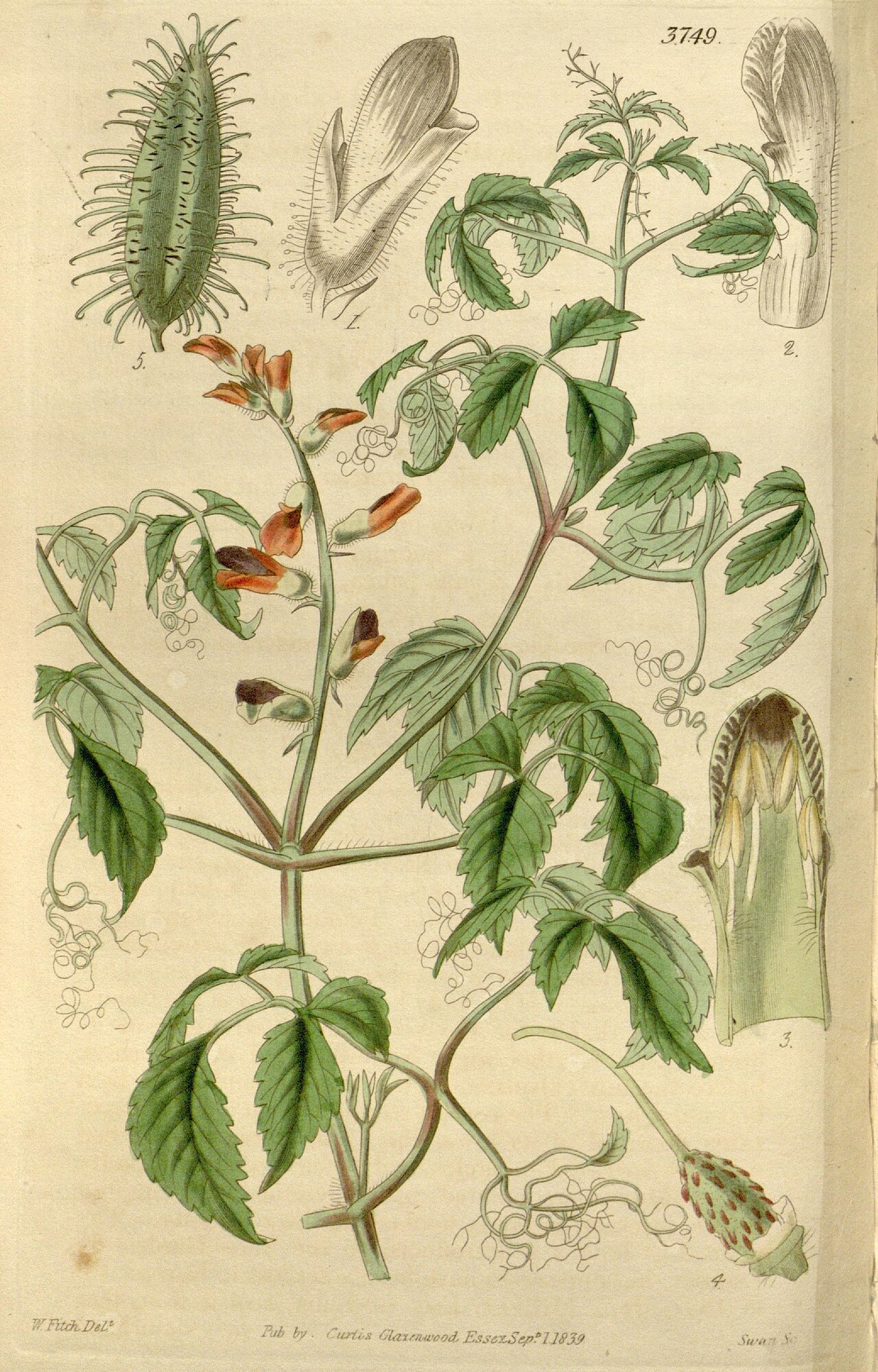 Tourrettia lappacea
