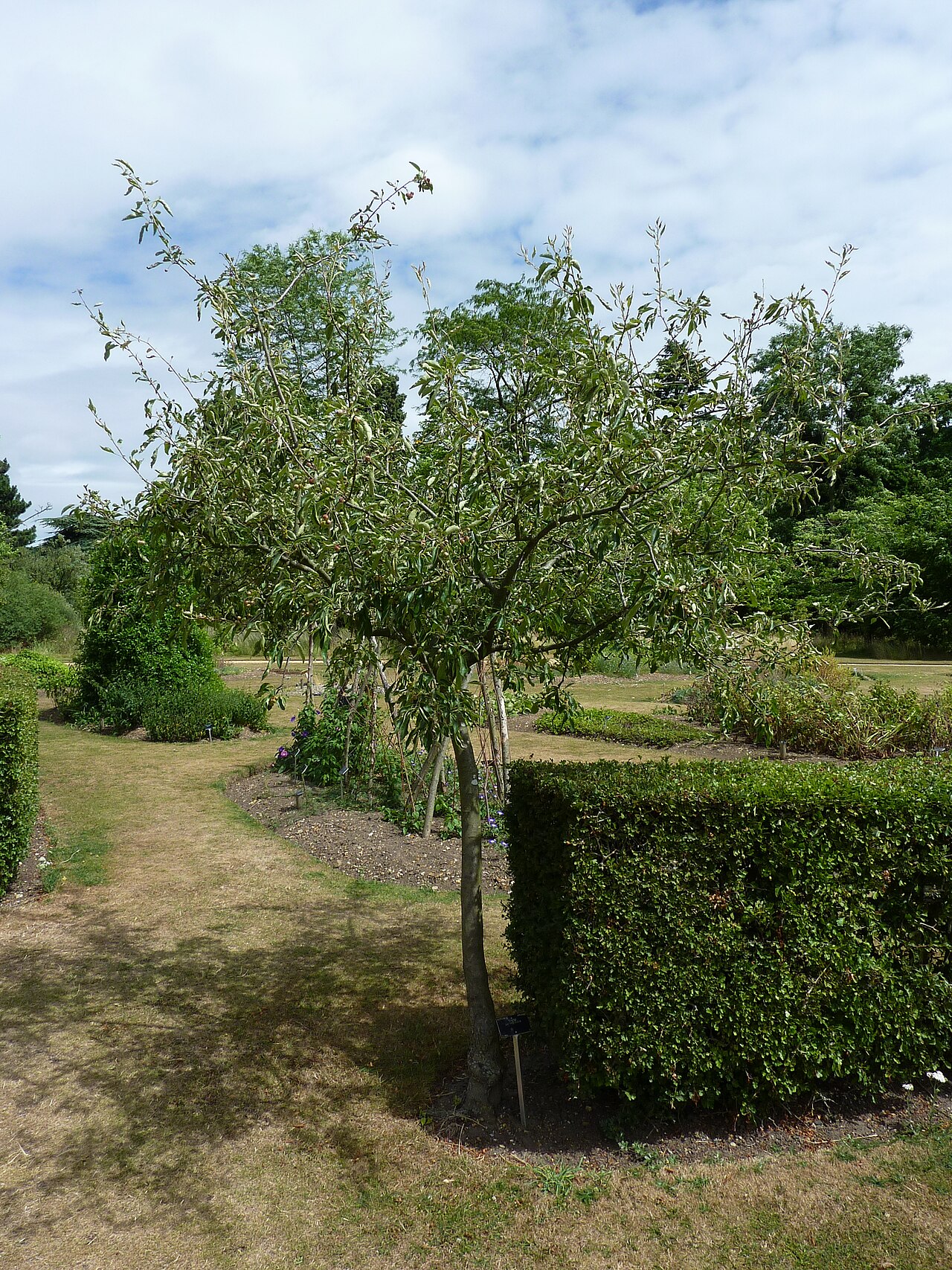 Malus toringoides