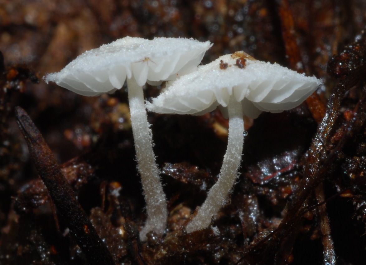Amparoina spinosissima