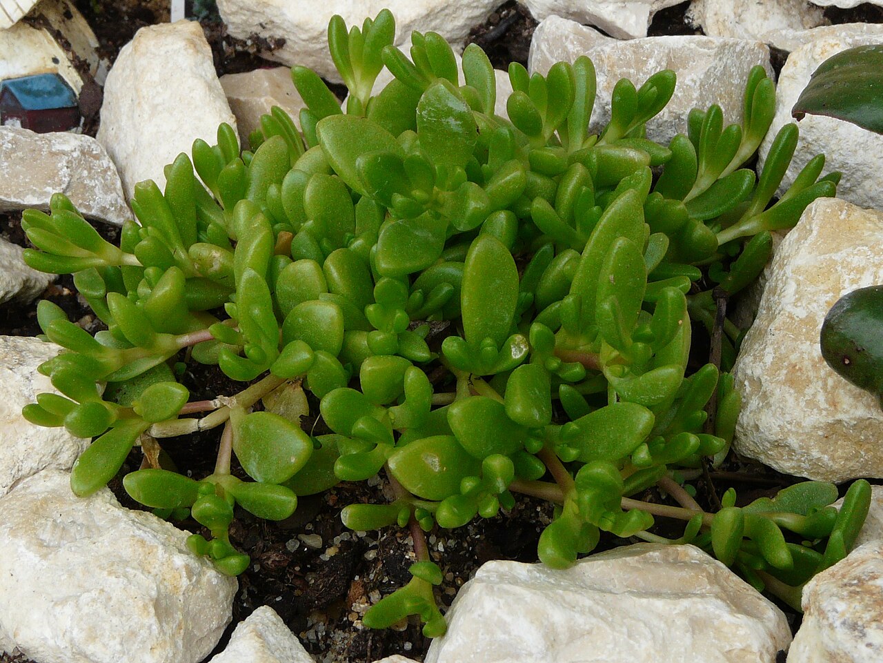 Delosperma lineare