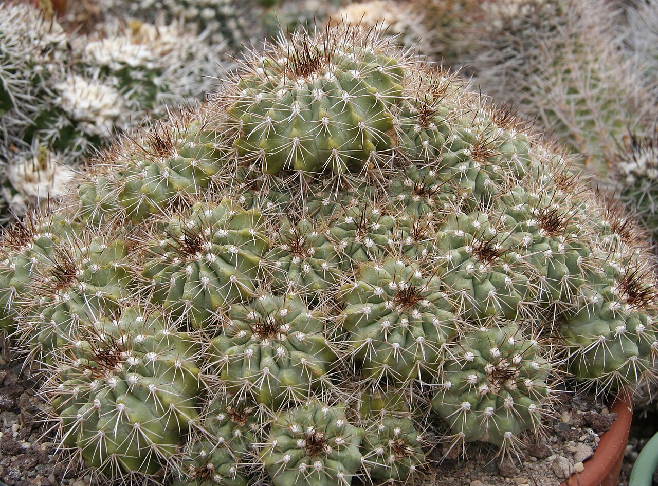 Copiapoa grandiflora