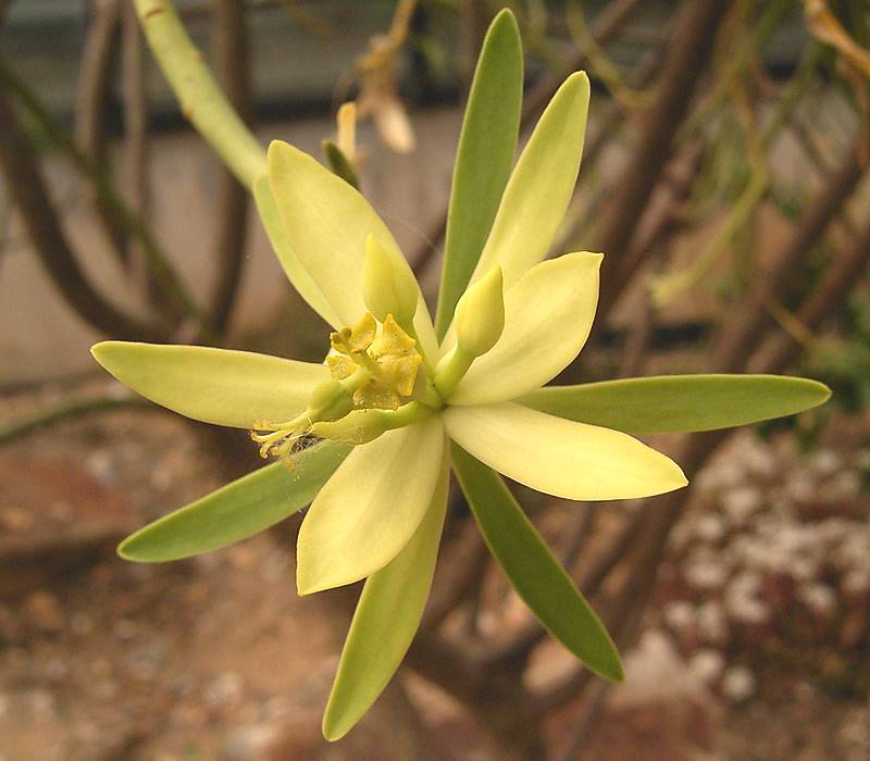 Euphorbia regis-jubae