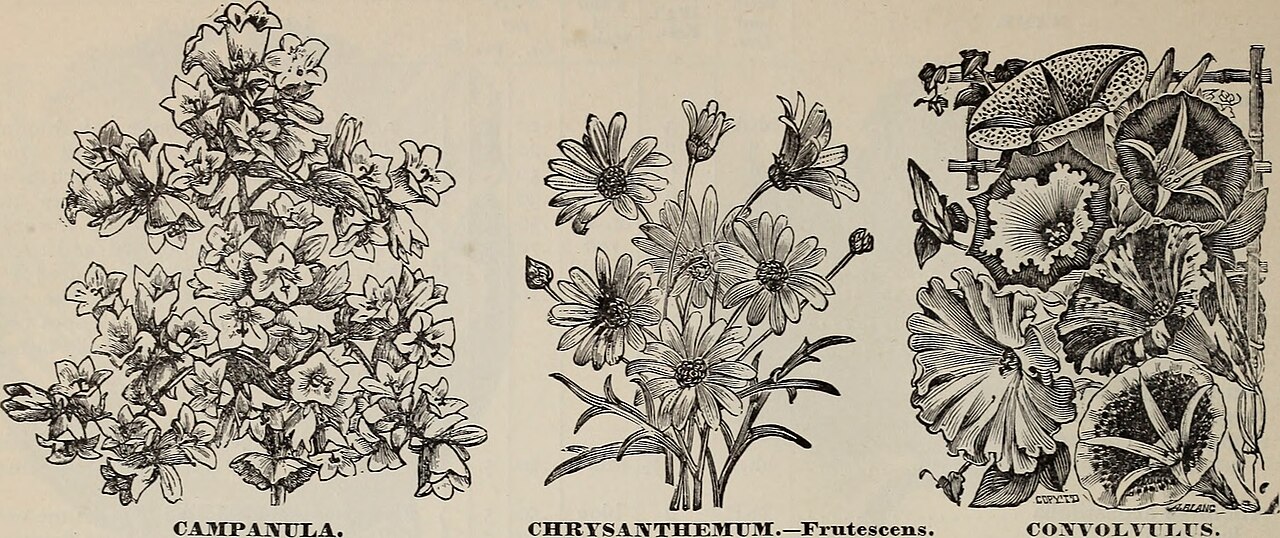 Bidens lineariloba