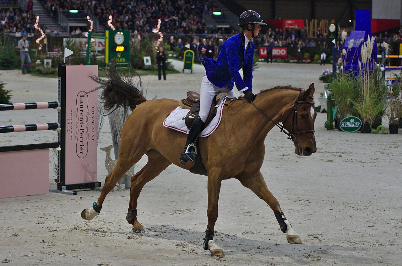 Swiss Warmblood