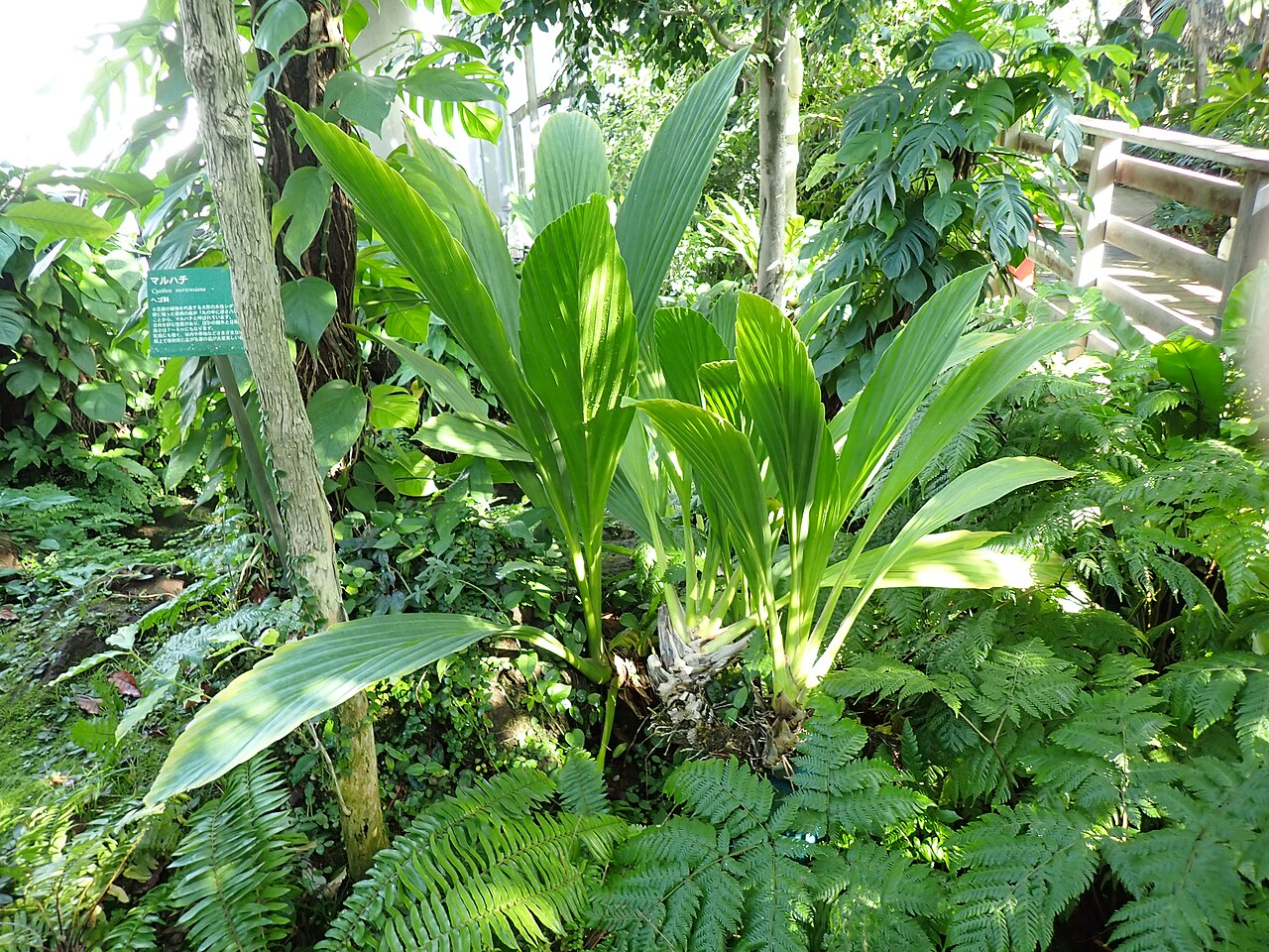 Ludovia crenifolia