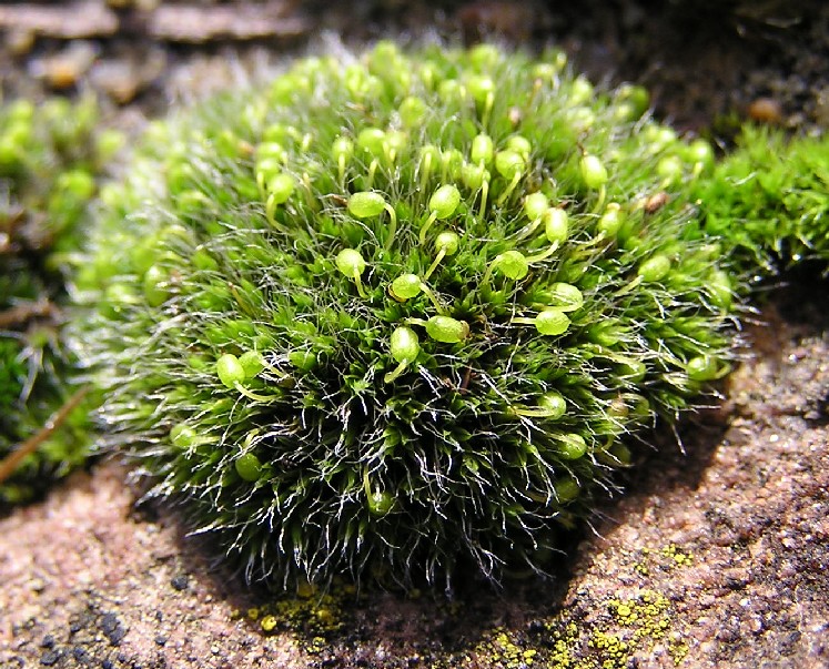 Grimmia pulvinata