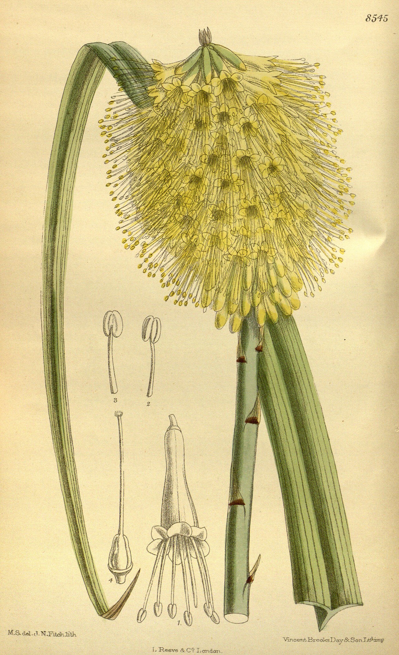 Kniphofia pumila