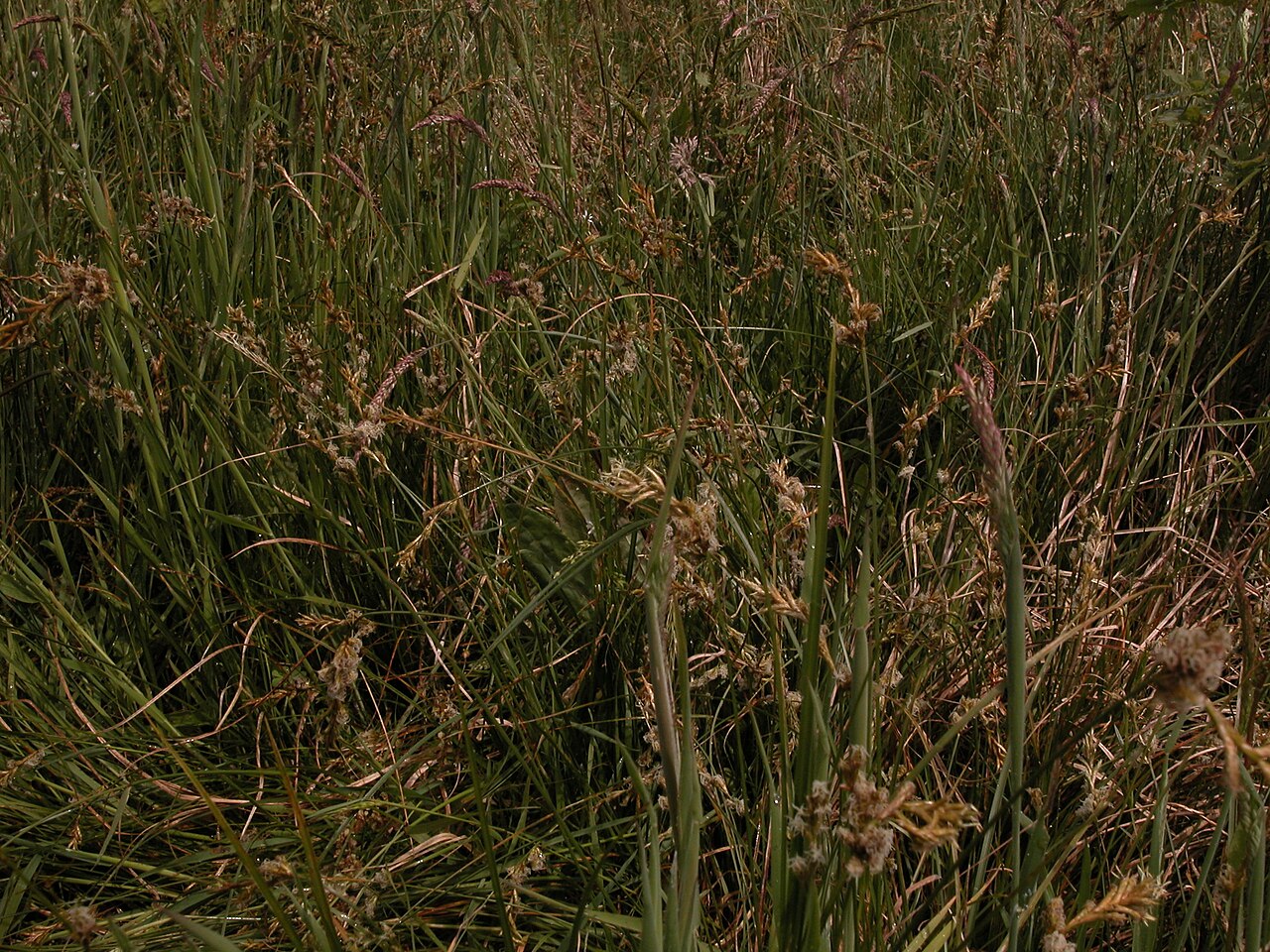 Carex pseudobrizoides