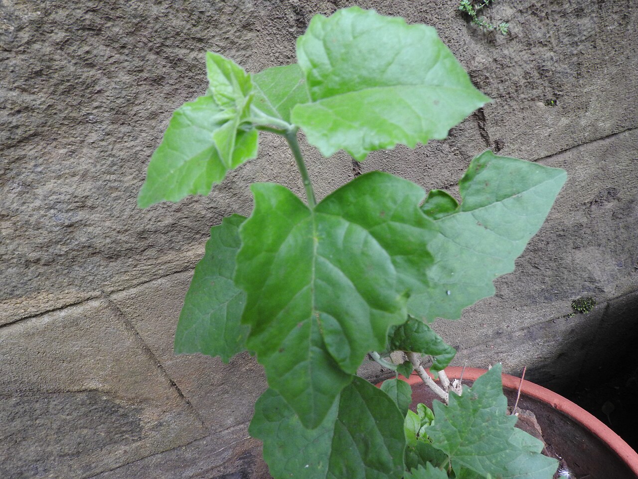 Clerodendrum phlomidis