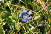 Gentiana setigera