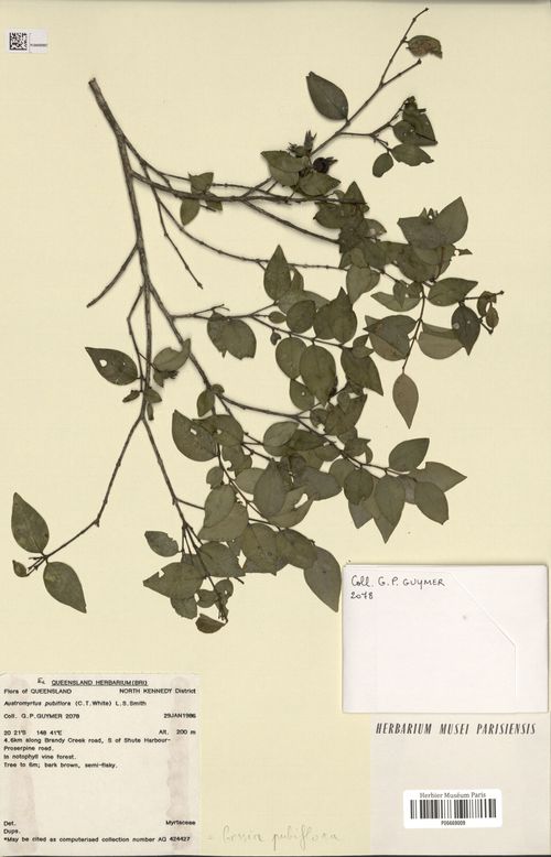 Gossia pubiflora