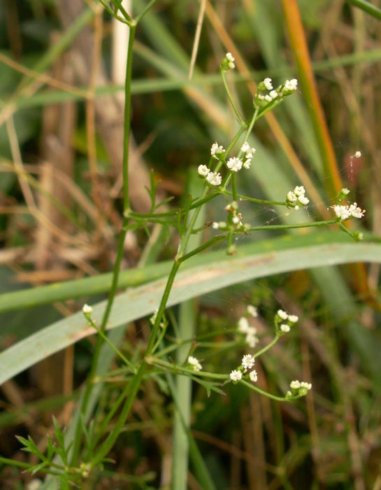 Petroselinum segetum