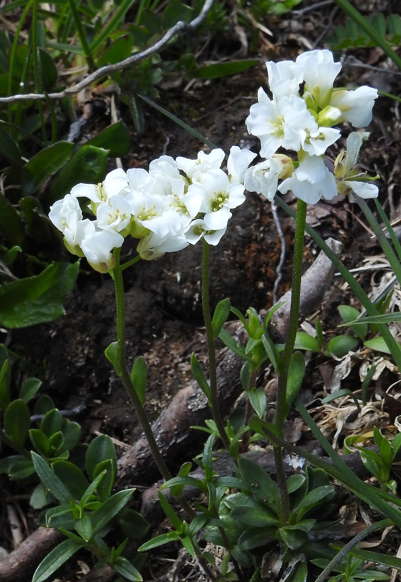 Arabis vochinensis