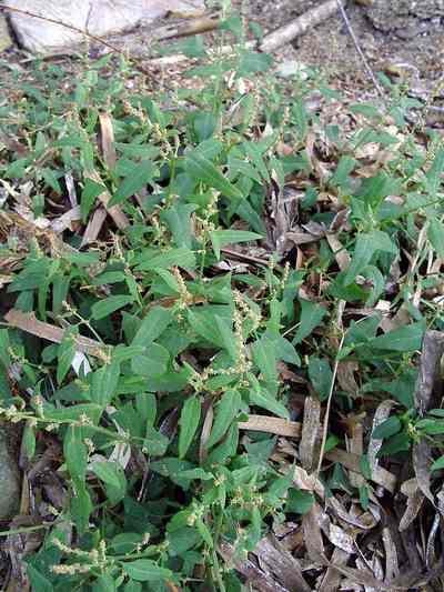 Atriplex latifolia