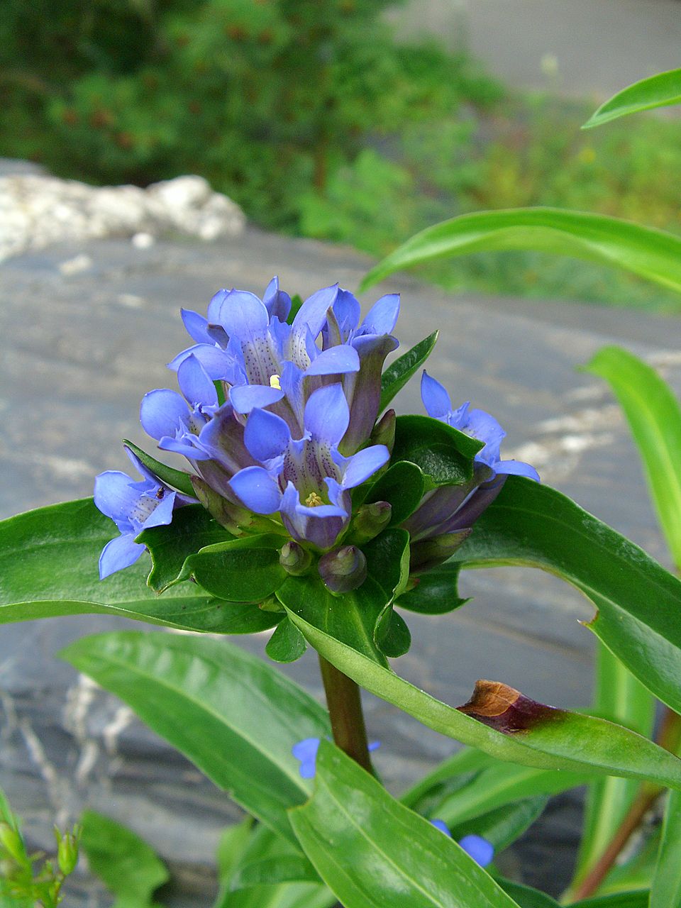 Gentiana macrophylla