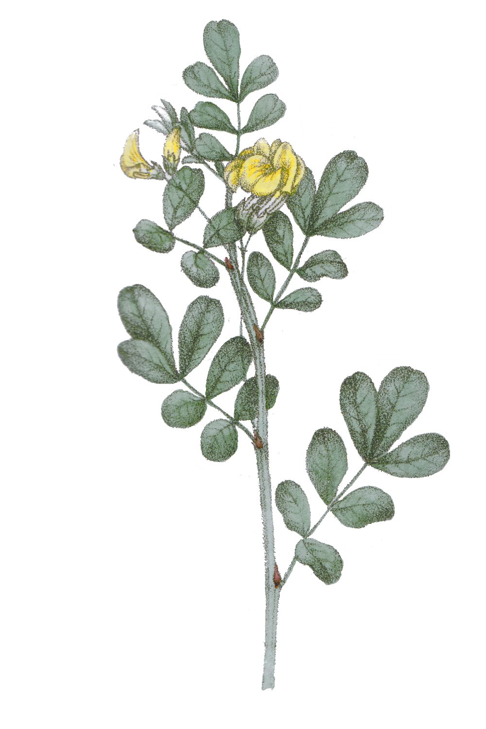 Coronilla emerus