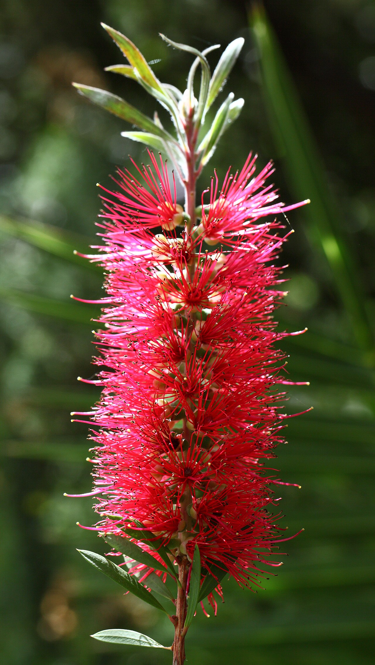 Callistemon citrinus