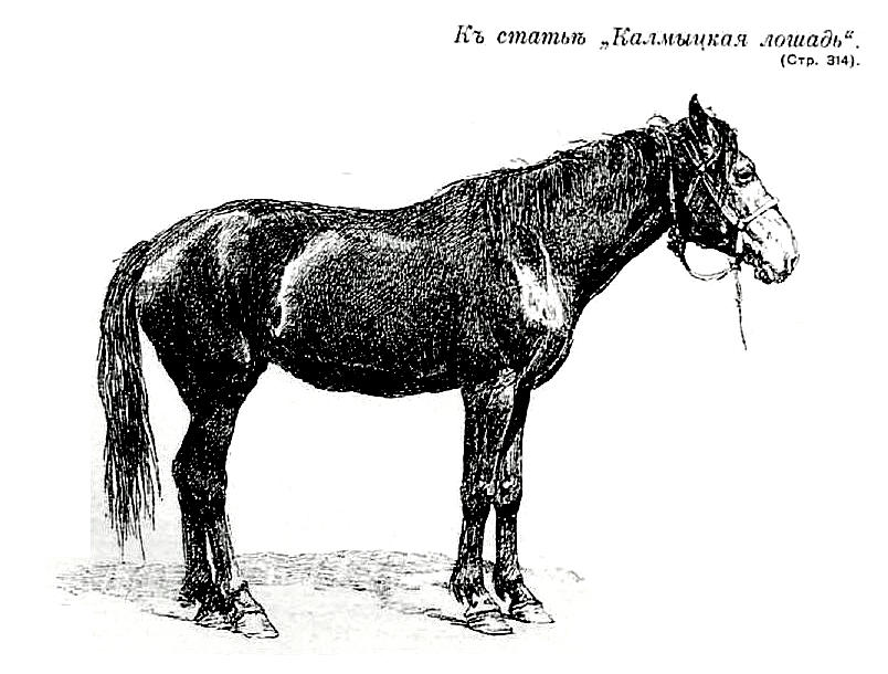 Kalmyk horse