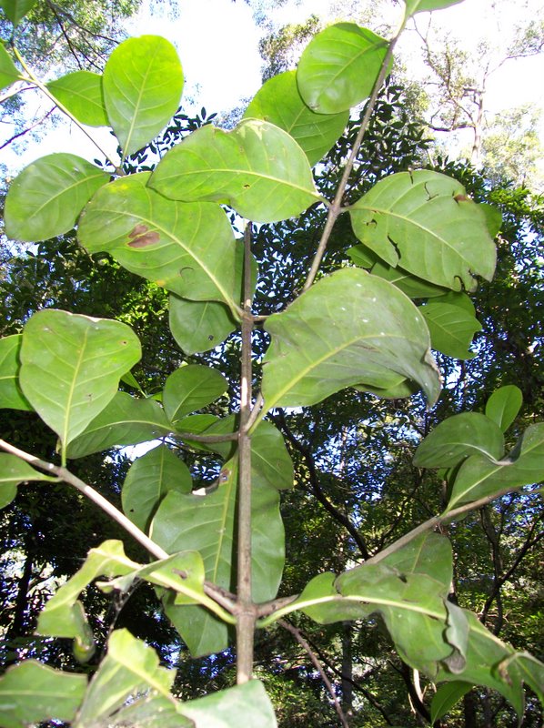Atractocarpus