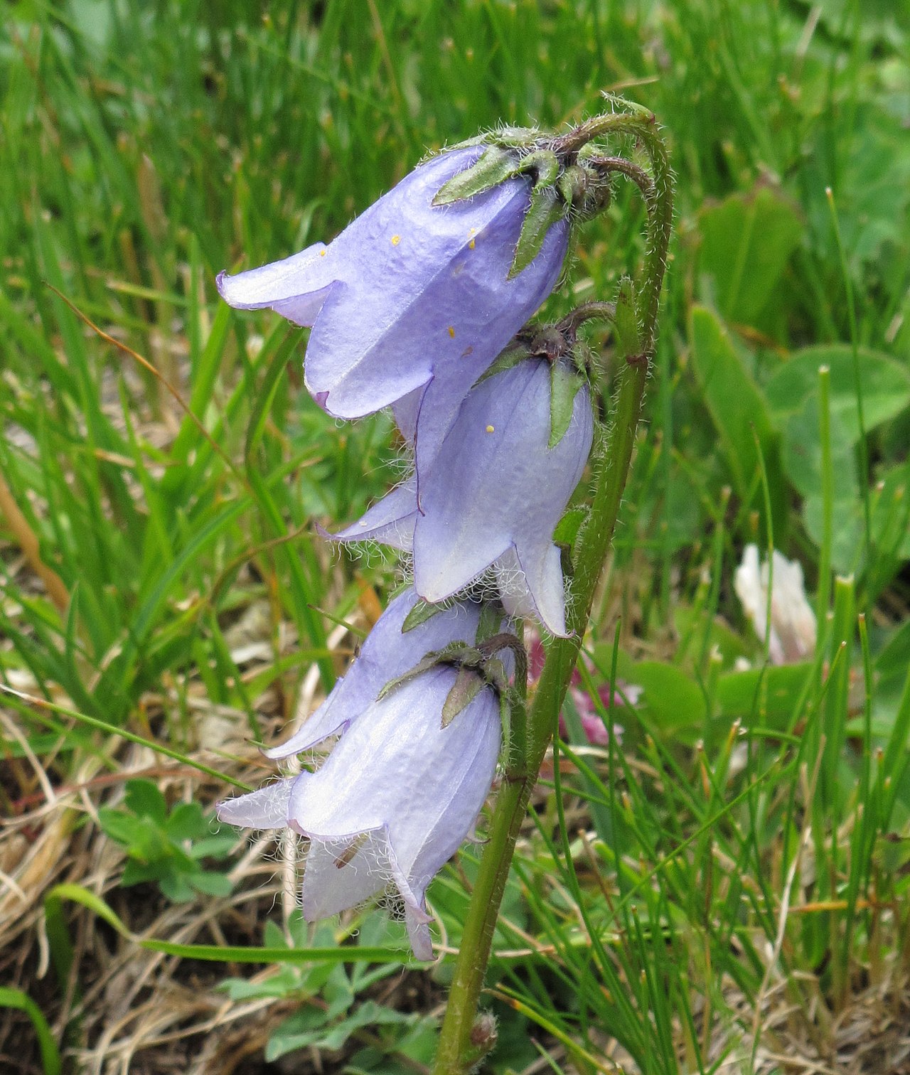 Campanula barbata