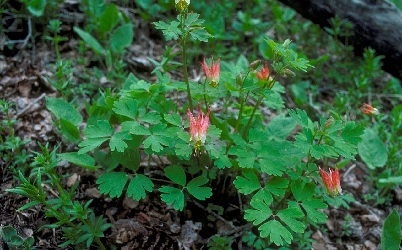 Aquilegia elegantula