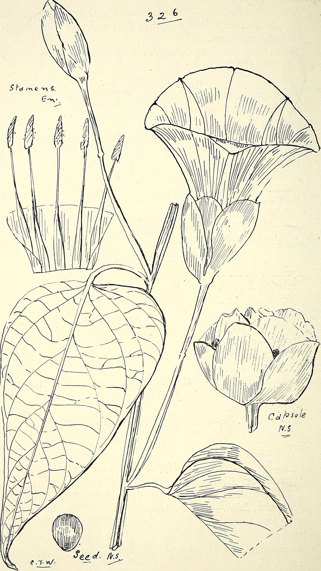 Lepistemon urceolatus
