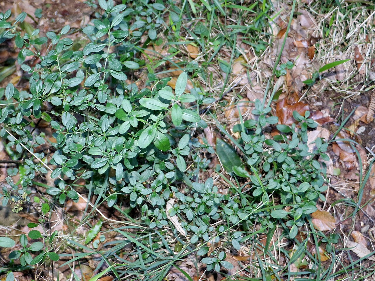 Gonocarpus oreophilus