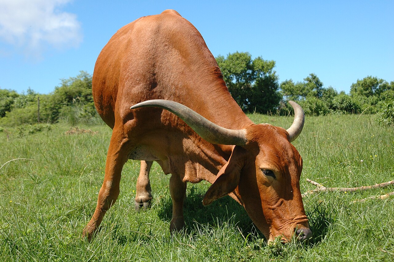 Afrikaner cattle