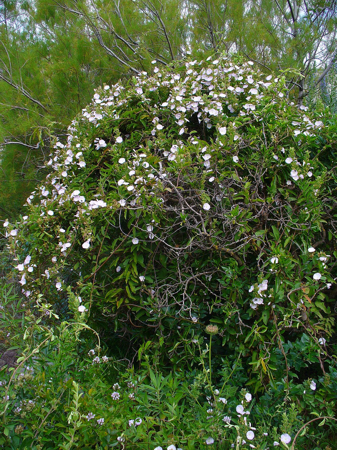 Convolvulus canariensis