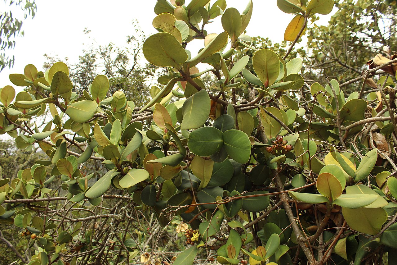 Clusia multiflora