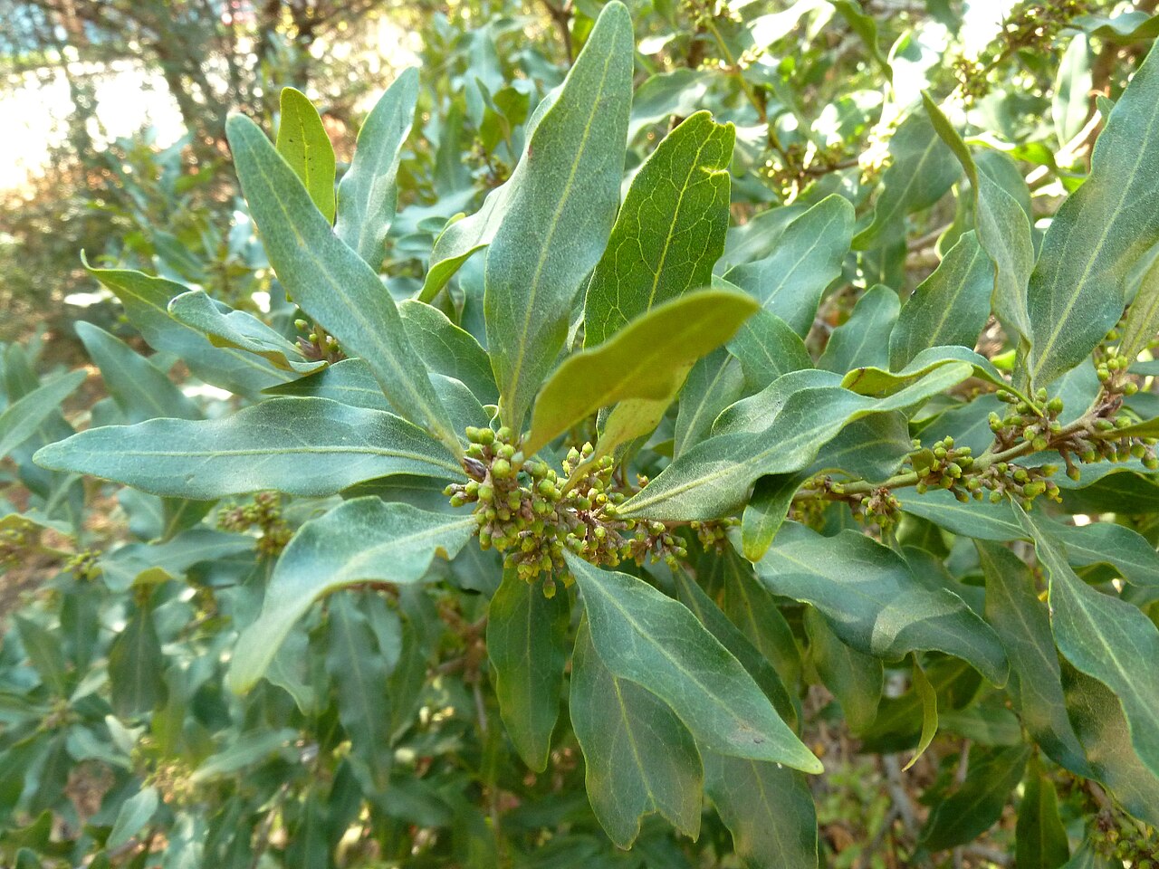Euclea divinorum