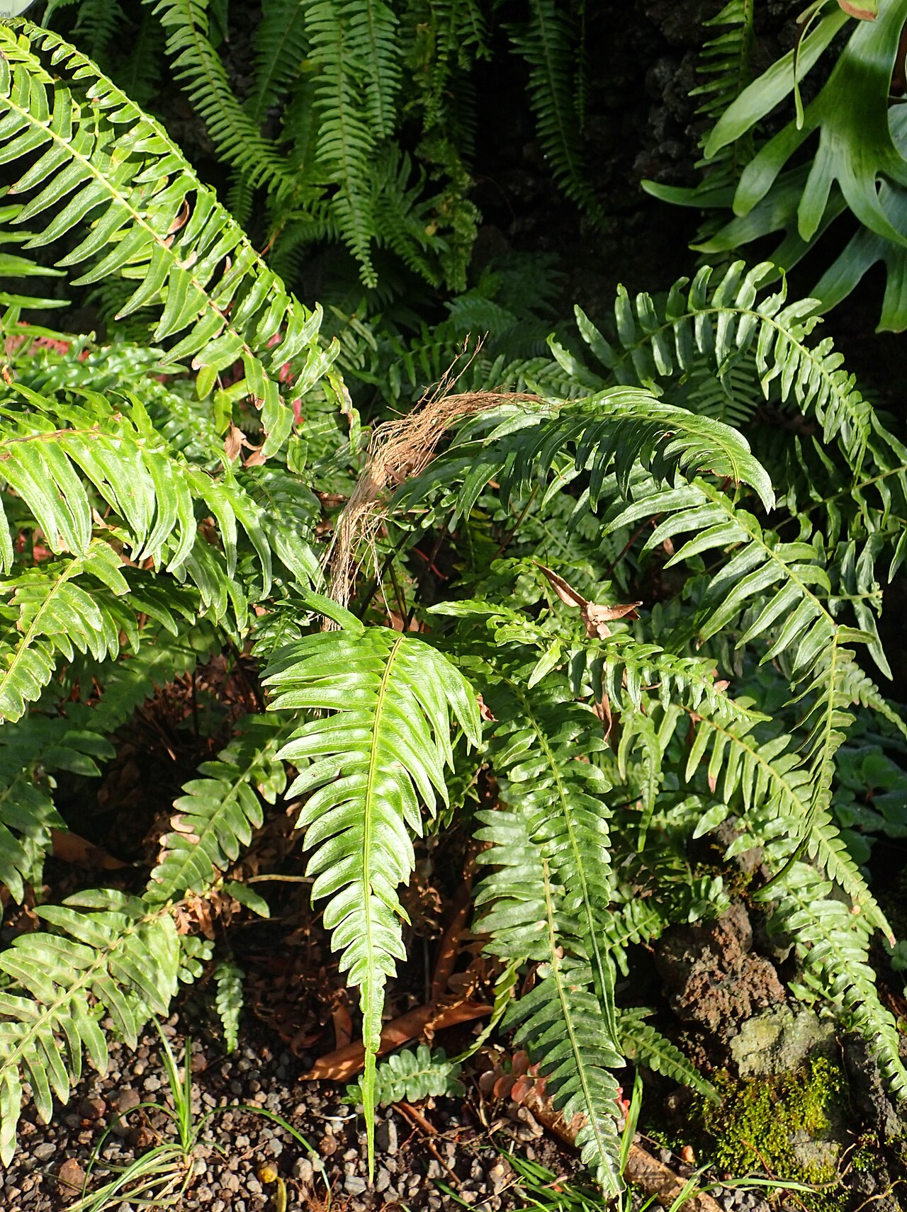 Blechnum appendiculatum
