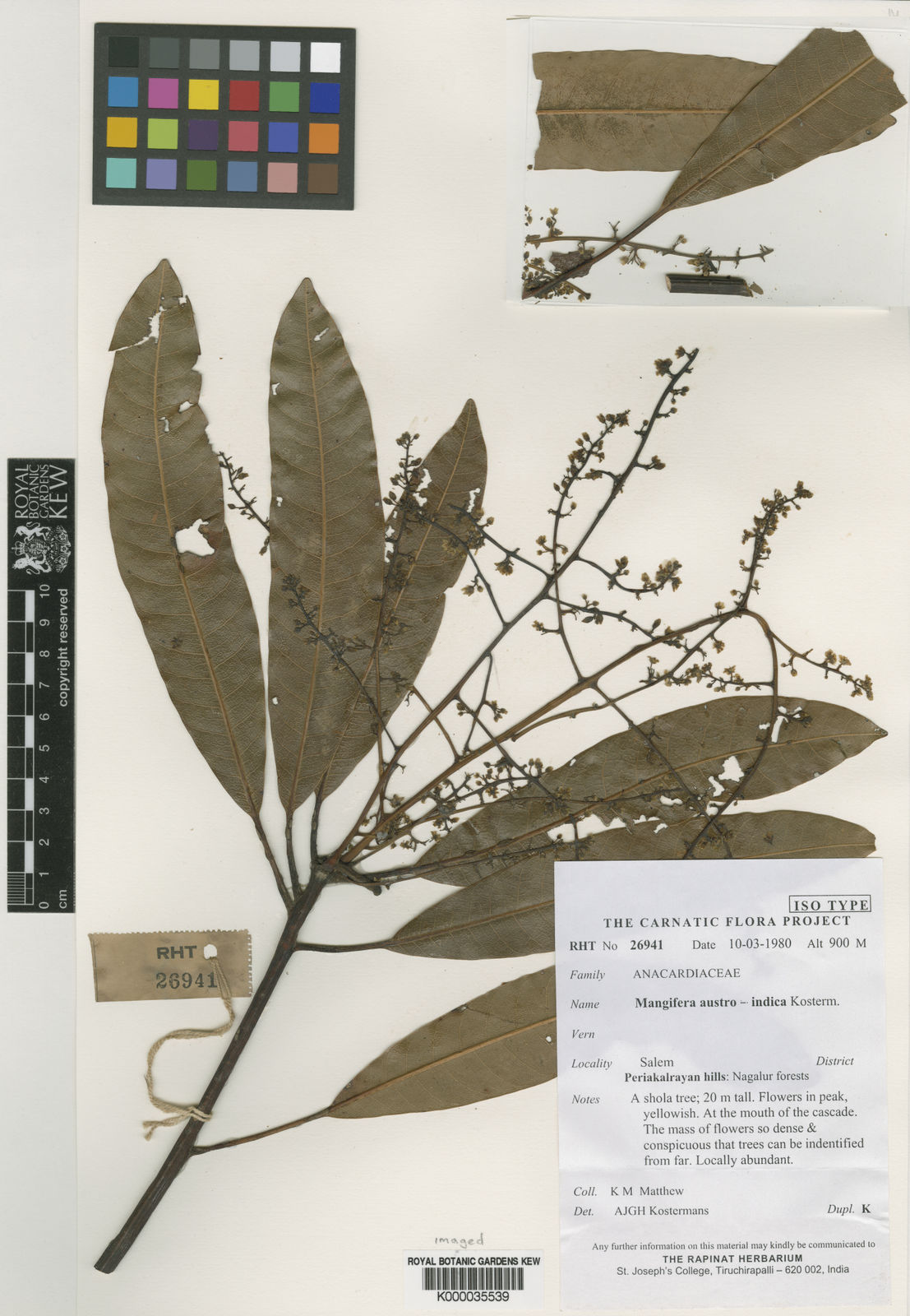 Mangifera austroindica