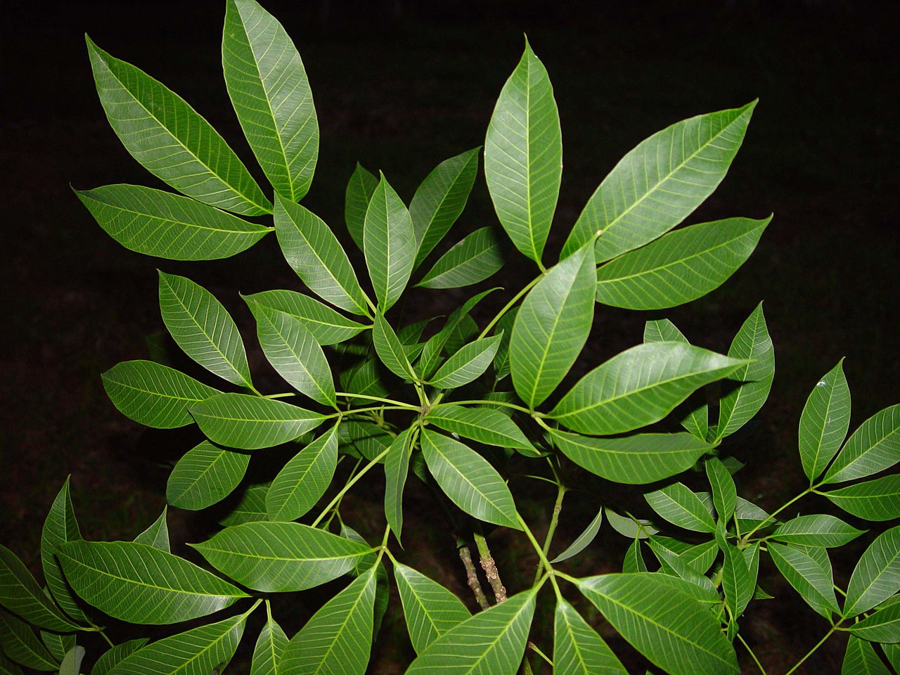 Hevea brasiliensis