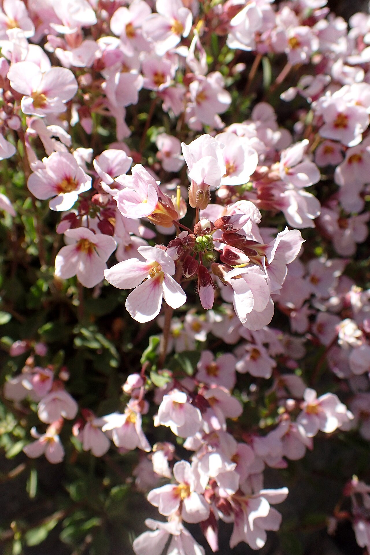 Arabis purpurea