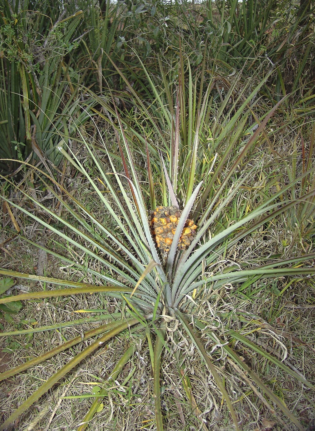 Bromelia balansae