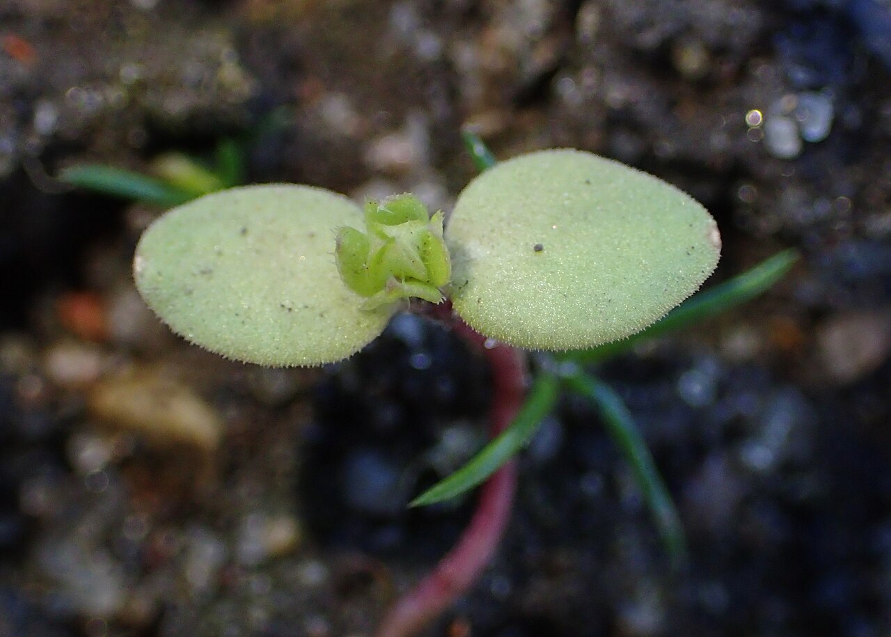 Asperula neglecta