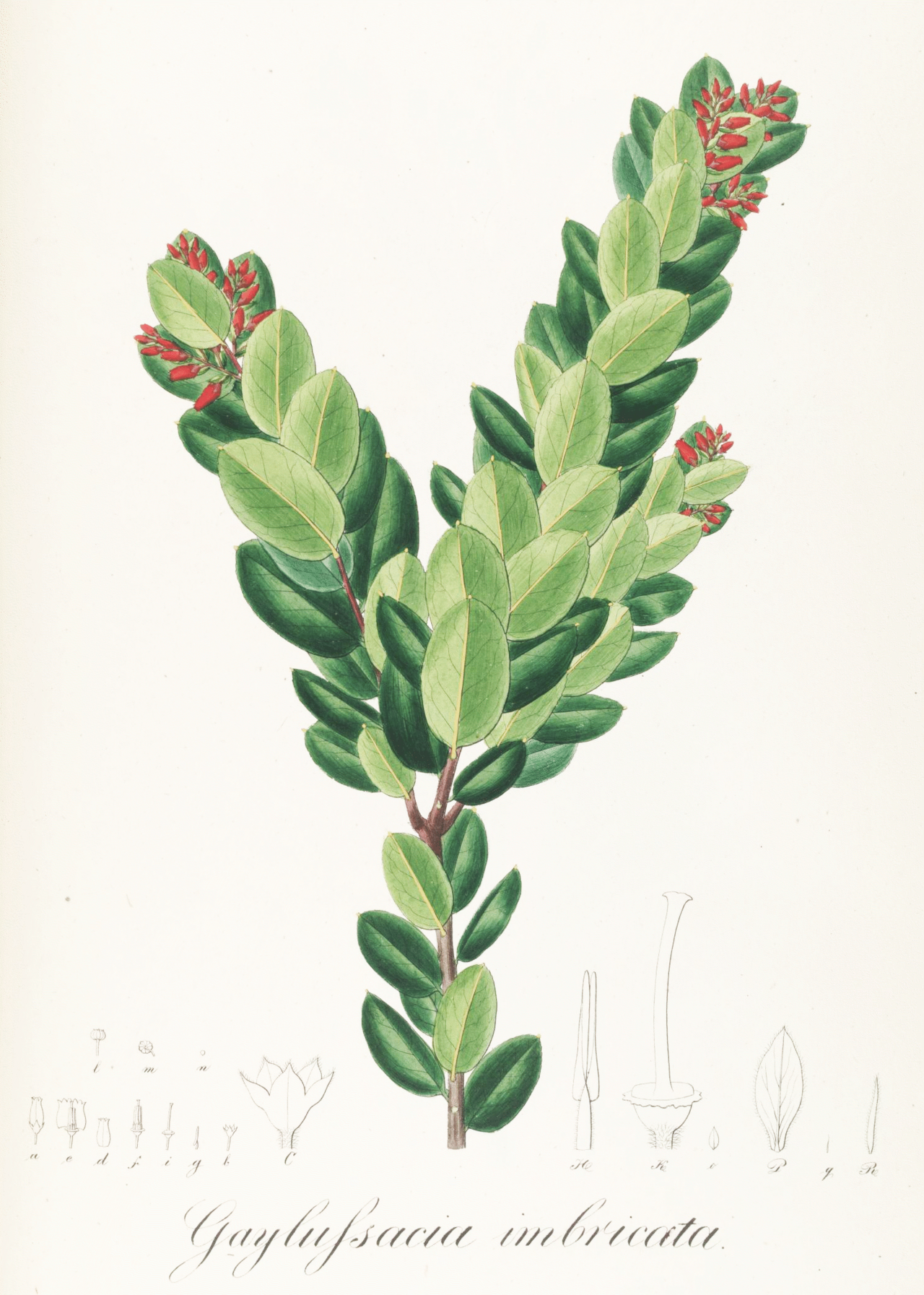 Gaylussacia brasiliensis