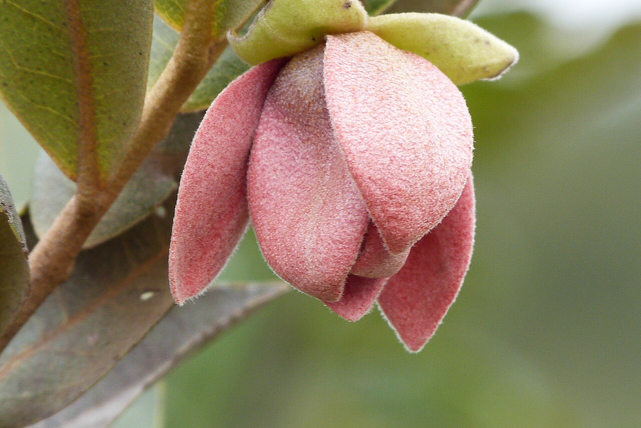 Duguetia furfuracea