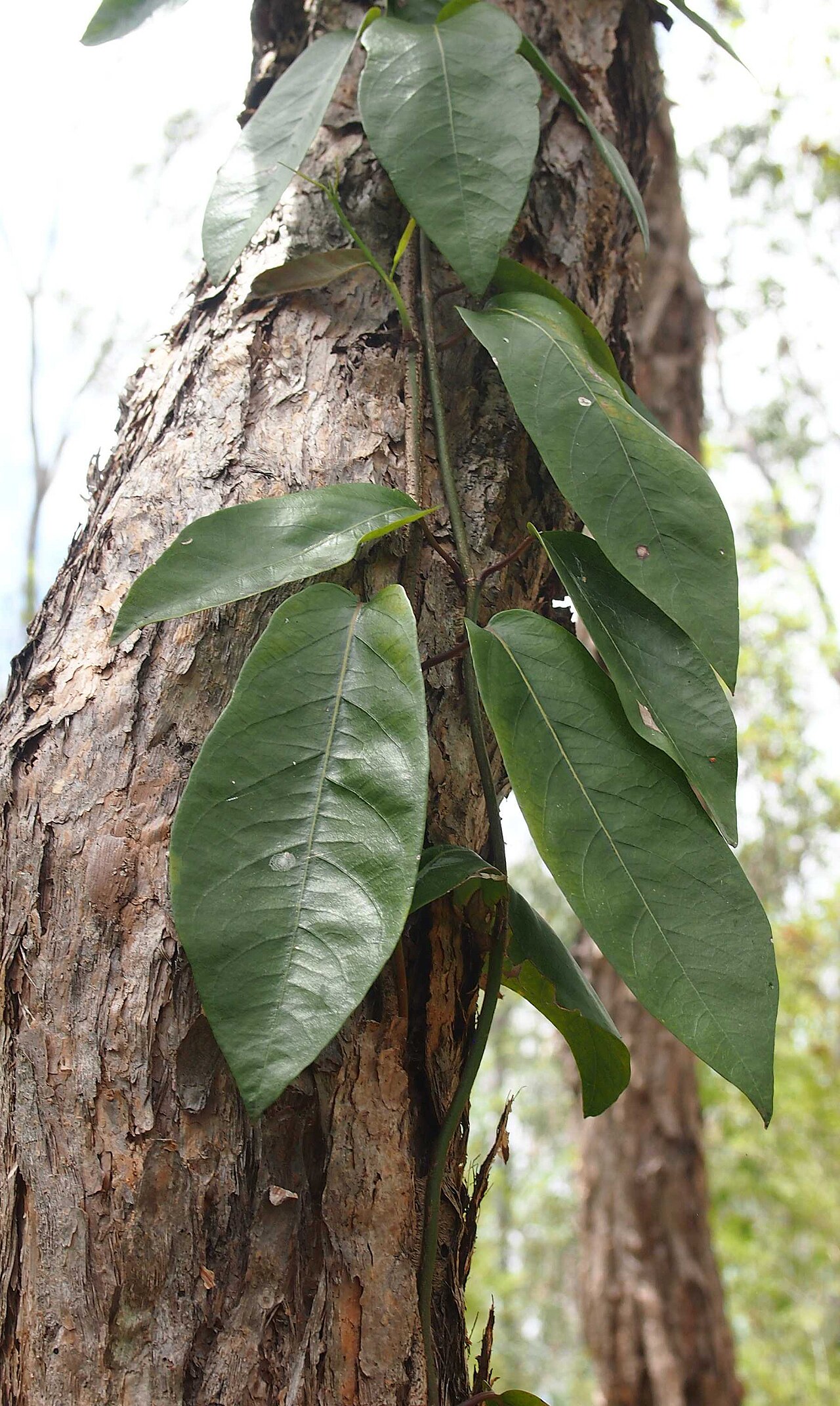 Parsonsia larcomensis