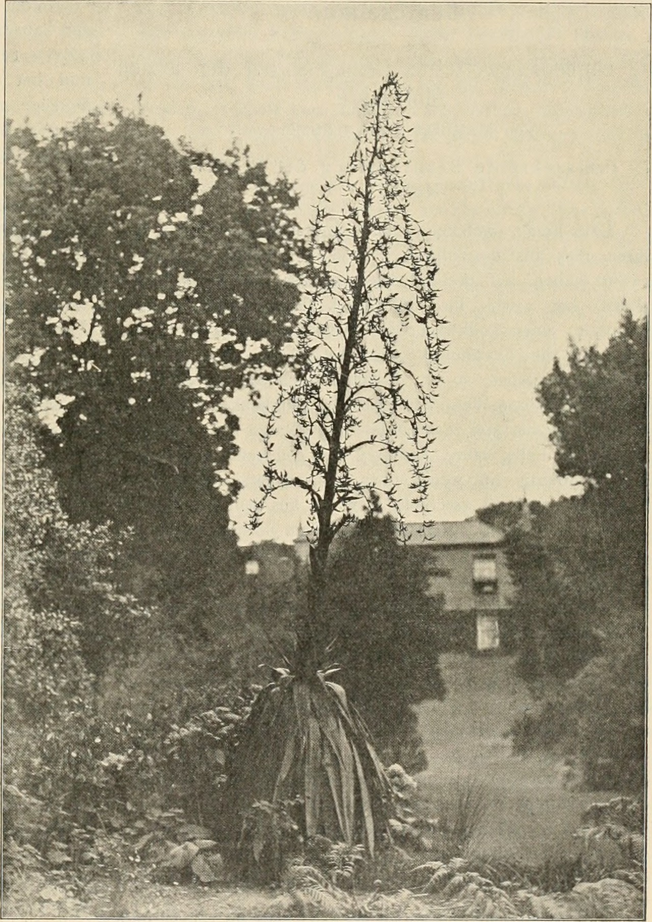 Furcraea longaeva