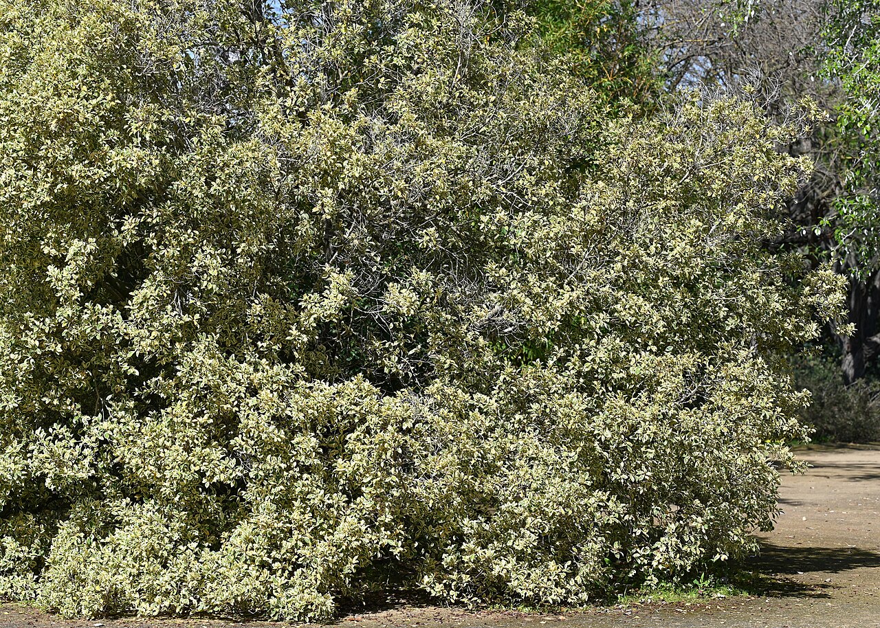 Ficus retusa