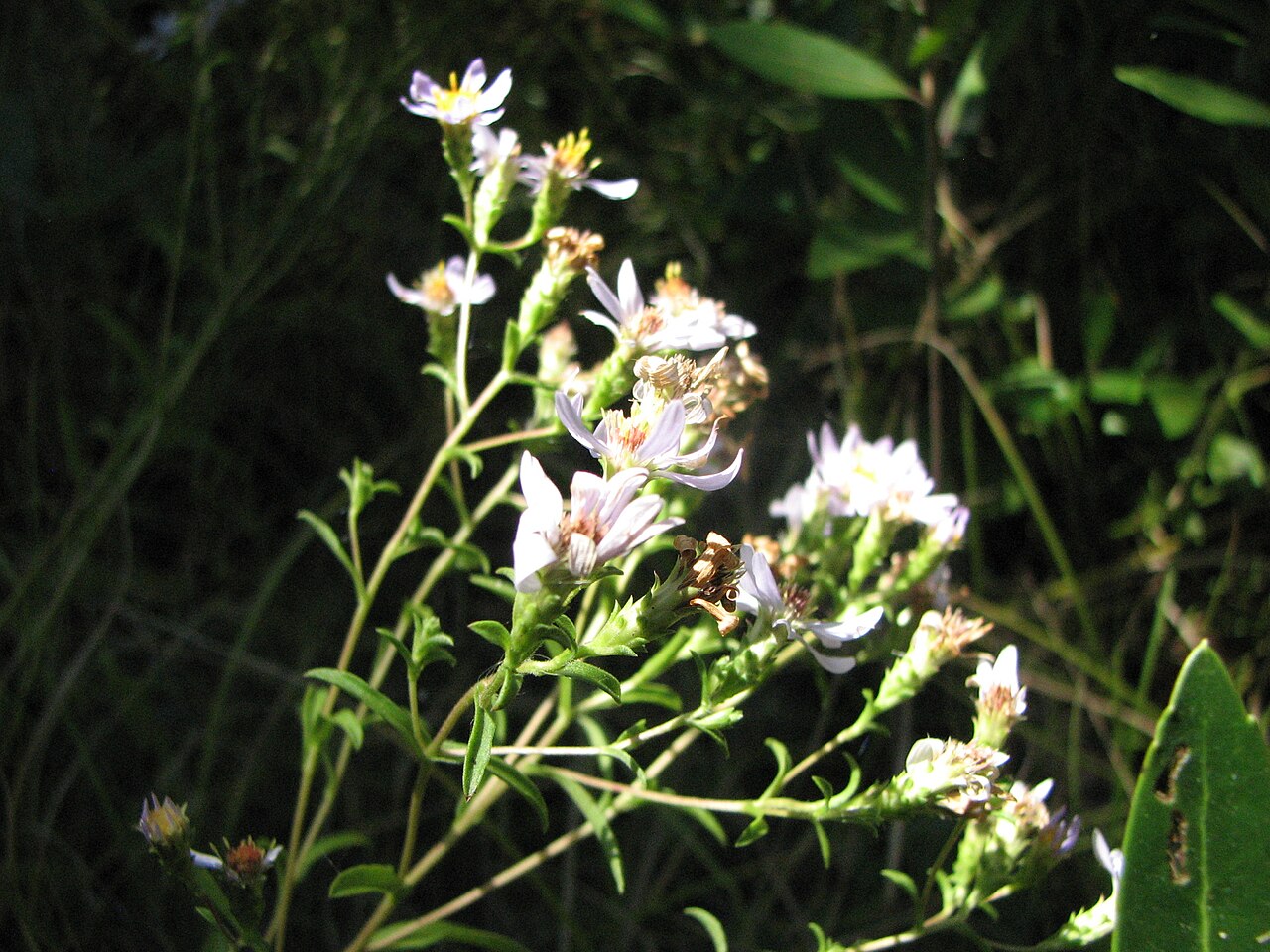Eurybia compacta