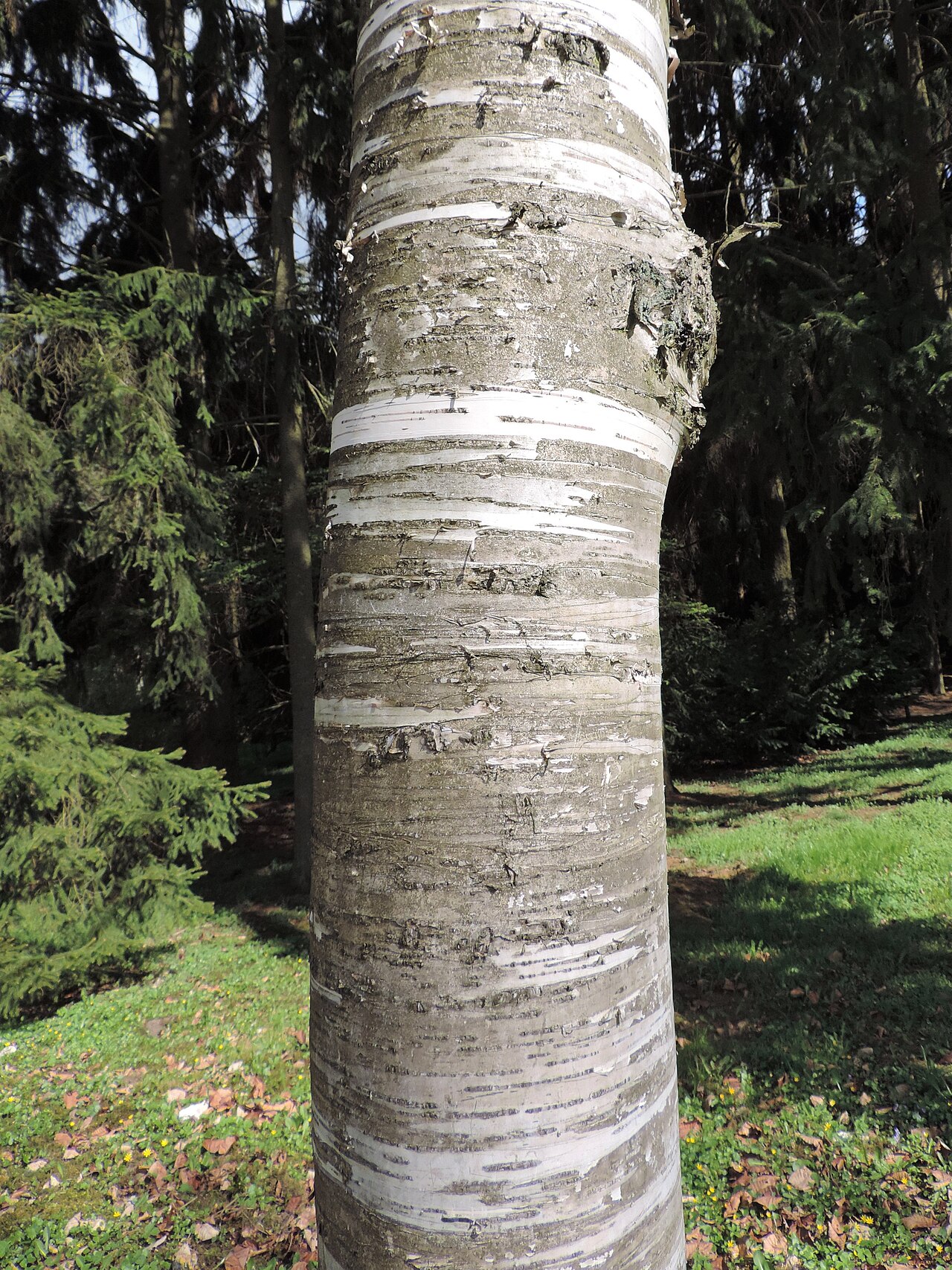 Betula maximowicziana